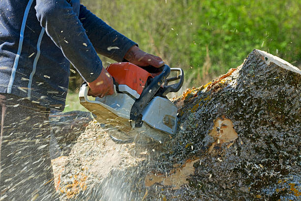 The Steps Involved in Our Tree Care Process in South Creek, WA